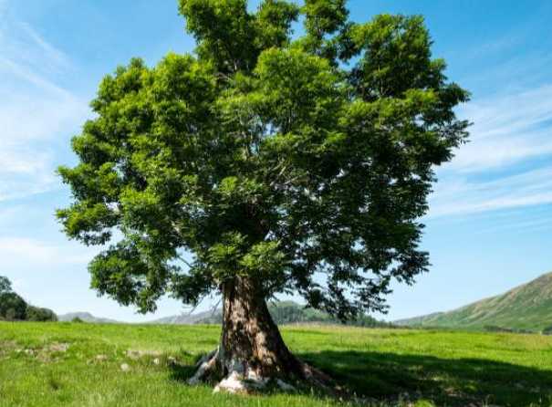 Ash Tree Science Research Impact: QMUL Faculty of Science and Engineering - Research